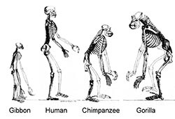 Ape_skeletons