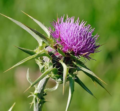 Milk_thistle_flowerhead