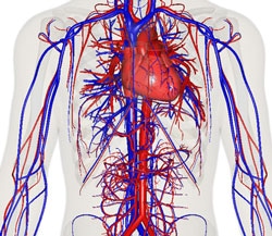 blood-circulation