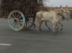 bullock-cart-wheel